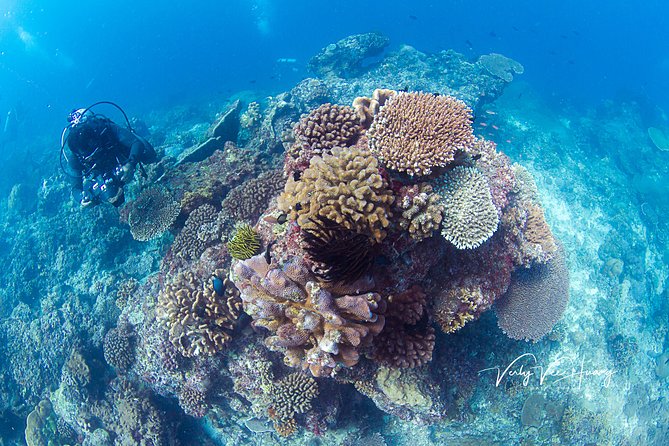 Bali Diving Day Trip-Manta Point/Tulamben Shipwreck-Fun Dive - Price and Value: What You Actually Get for $95