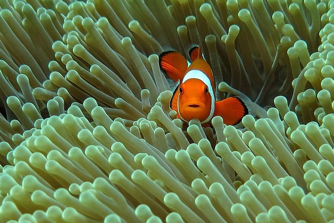 Bali Diving for Beginners: Tulamben Liberty Wreck - Key points that make this USS Liberty setup worth it