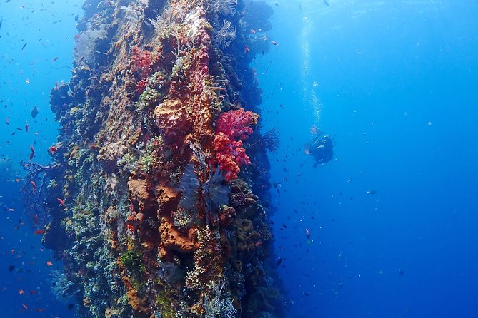 Bali Diving for Beginners: Tulamben Liberty Wreck - Price and value: what $89 includes in real terms