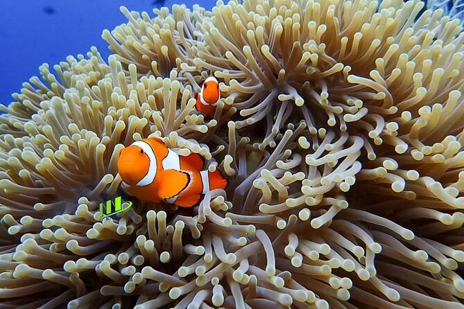 Bali Full Day Experience Scuba Diving Tour at Tulamben - Tulamben vs. South Bali, and why this wreck day feels different