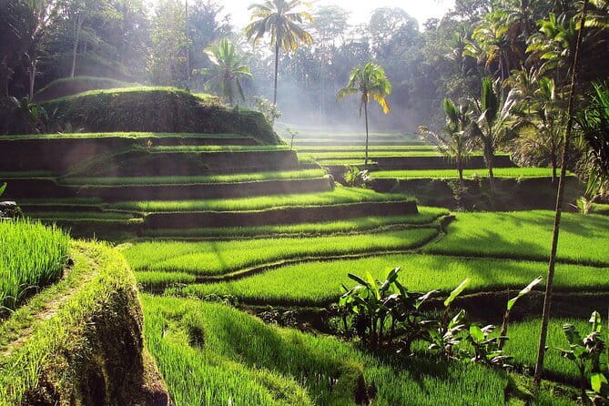 Bali Full-Day Tours : Waterfall and Ubud Destination Trip - A full-day Ubud circuit that keeps the day flowing