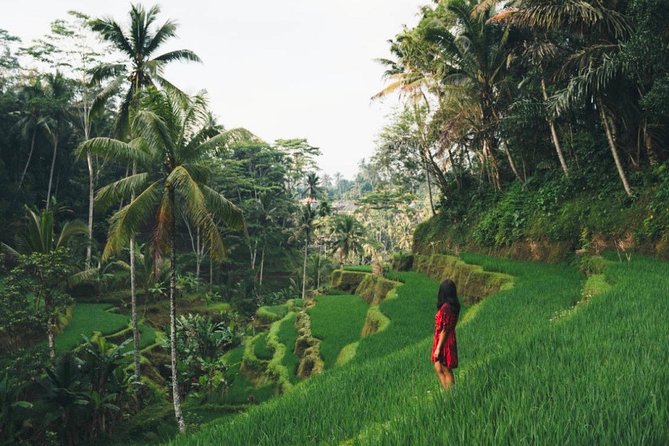 Bali Highlights : Nature, Waterfall, Rice Terraces and Volcano - A Day Built Around Bali’s Best Visual Moments