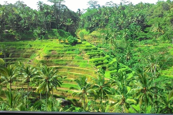 Bali Hindu temple, Rice terrace, Waterfall -All Inclusive - Stop 4: Uma Pakel Agro Tourism Coffee Processing Break