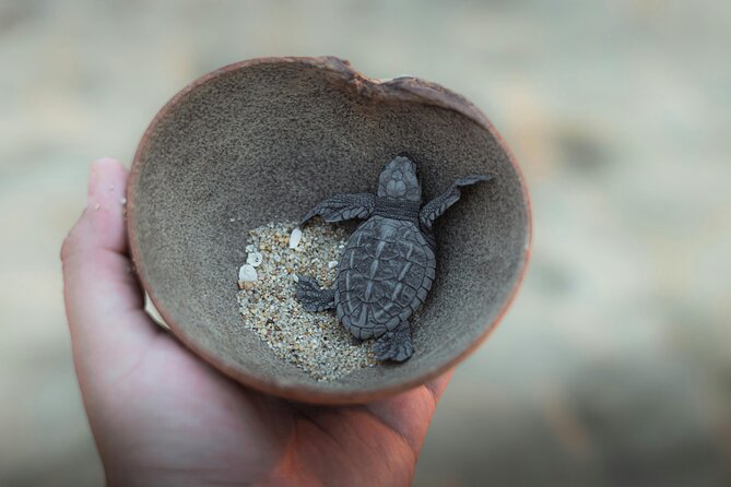 Bali Horse Riding and Turtle Release at Saba Beach - Stop 2, Bali Horse Riding at Saba Beach black sand shores
