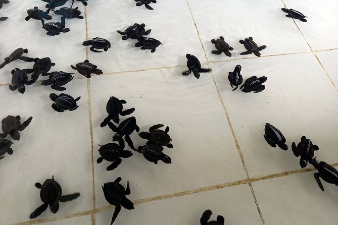 Bali Horse Riding and Turtle Release at Saba Beach - Who should book this turtle release and Saba Beach ride day