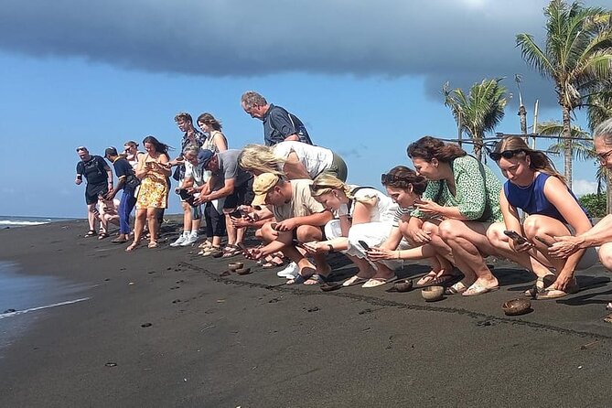 Bali Horse Riding and Turtle Release at Saba Beach - Stop 1, Saba Asri Turtles Conservation and the turtle release moment