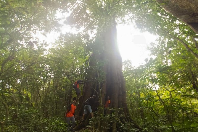 Bali Jungle Trekking and Lake Canoeing Tour - Lake Buyan trek: views first, then canoe time