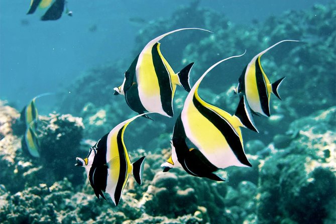 Bali Menjangan Island Snorkeling Day Tour - Key things I’d circle before you book