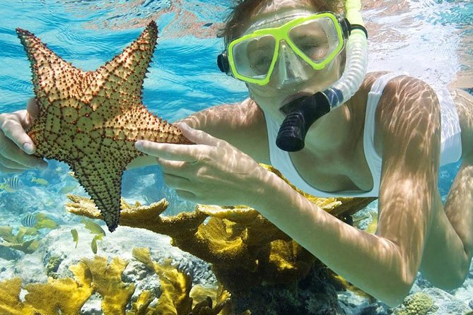Bali Menjangan Island Snorkeling Day Tour - What You’ll See Under the Water (and How to Get More from It)