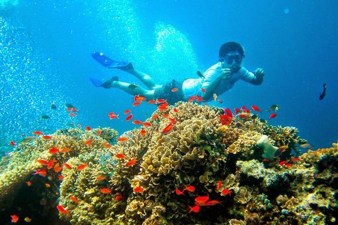 Bali Menjangan Island Snorkeling Day Tour - Price Check: Is $132 Good Value for Menjangan Day Snorkeling?