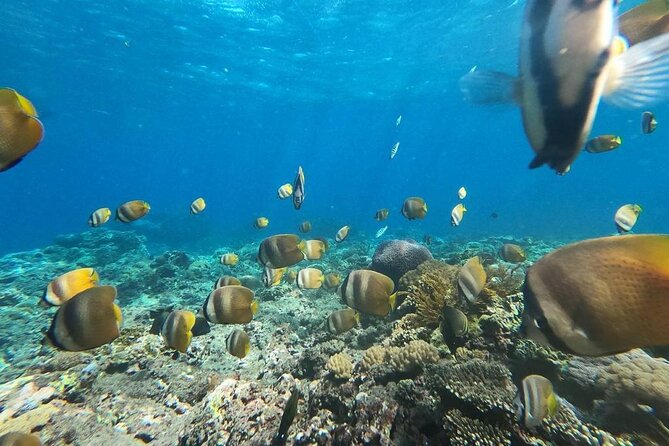 Bali Nusa Penida and Private Snorkeling (Manta Bay, Gamat, Wall) - Private driver plus a private snorkeling setup: what you actually get