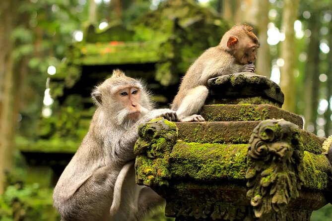 Bali Private Car Charter & Customize Tour With Driver English Speaking-Free WiFi - Stop-by-stop guide: what each place feels like and what to watch for