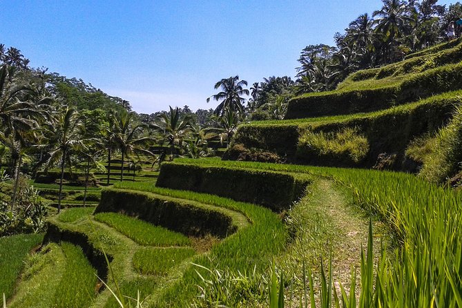 Bali Private Car Charter With English Speaking Driver - Private Driver Freedom From Ubud, Without the Stress