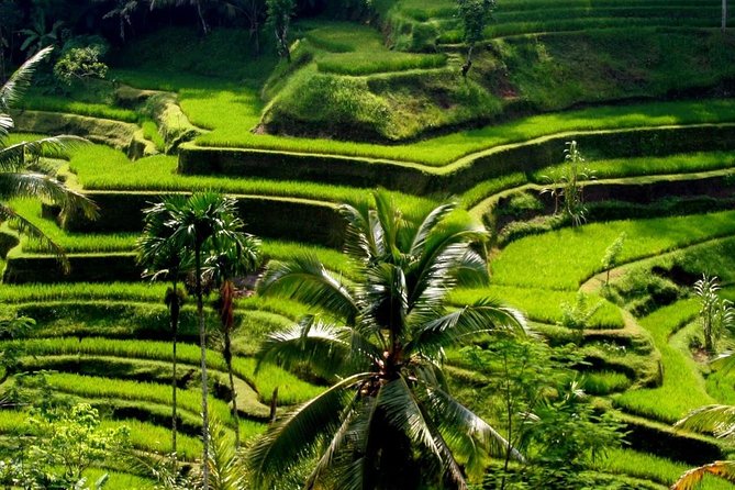 Bali Private Car Charter With English Speaking Driver - What You Get in the Car, and Why It Changes the Day