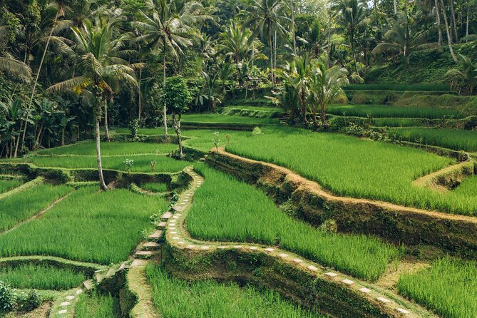 Bali Private Car Full Day Customized Tour With Drone Service - Sacred Monkey Forest Sanctuary and Ubud Palace: Jungle Energy Meets Royal History