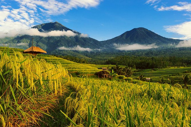 Bali Private Driver - Bali customized private tour - Key Things to Know Before You Go