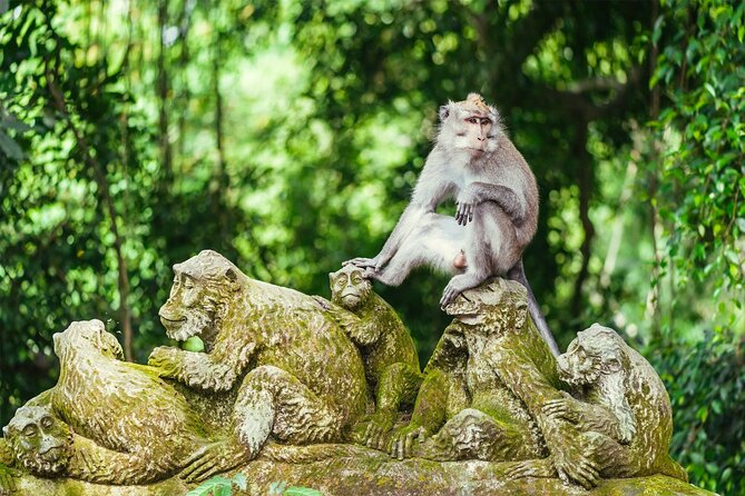 Bali Private Tour - Best of Ubud - All Inclusive - Monkey Forest Sanctuary: monkeys, tropical shade, and a center-of-Ubud start