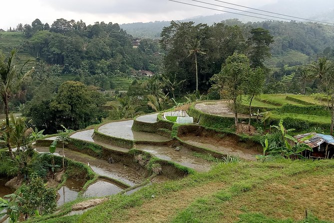 Bali Private Tour Guide And Driver - What You’re Really Paying For: Private Transport Plus Cultural Guidance