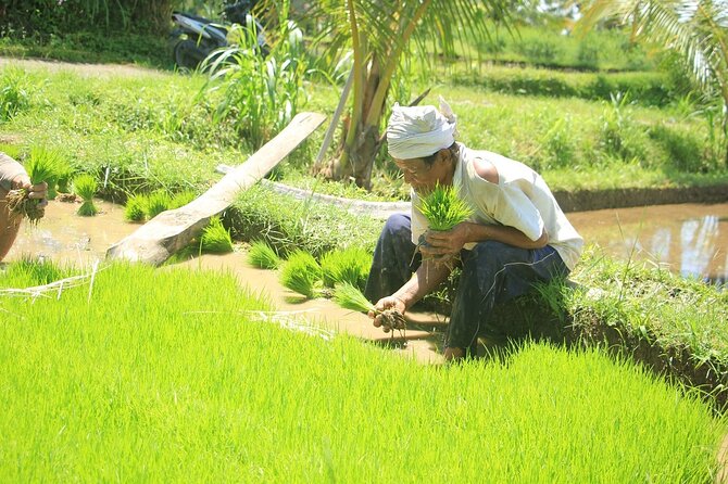 Bali Quad and Buggy Explorer Tour - Price and Value: What $43 Covers (And What It Does Not)