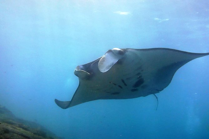 Bali Scuba Diving at Nusa Penida Manta Point For Certified Diver - Key takeaways before you go