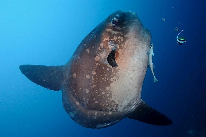 Bali Scuba Diving at Nusa Penida Manta Point For Certified Diver - Why Nusa Penida mantas are worth structuring your day