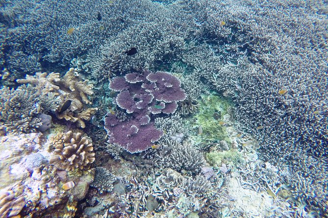 Bali Scuba Diving at Nusa Penida Manta Point For Certified Diver - The three underwater stops, and how the plan changes with the sea