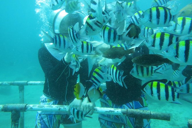 Bali Sea Walking Experience - The Walk Site, Man-Made Reef, and Visibility Reality Check