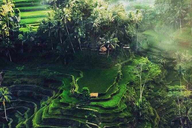 Bali Sightseeing - Coffee and herbal tasting at Satria Agrowisata
