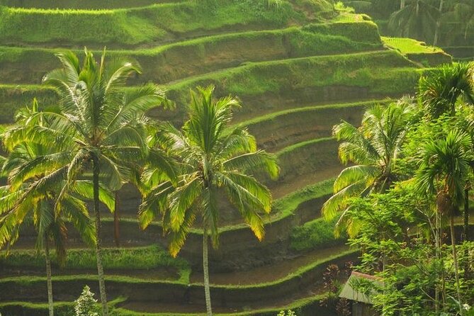 Bali Sightseeing - Tirta Empul temple, sacred water and ritual etiquette