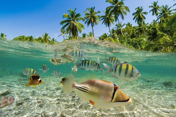 Bali Snorkeling 2 Spot at Blue Lagoon with Lunch & Transport - Lunch included: fuel matters after your water time