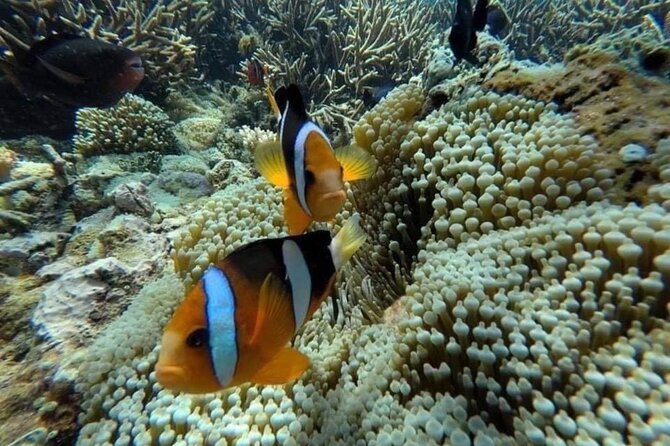 Bali Snorkeling 2 Spot at Blue Lagoon with Lunch & Transport - Price and value: what you get for about $19