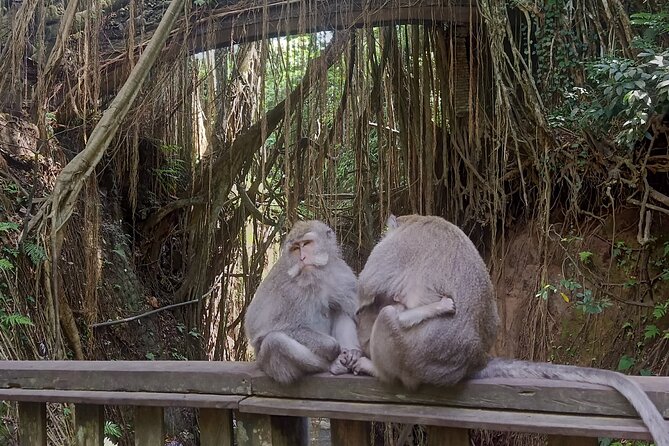 Bali Sunrise Horse Riding and Tour - Sacred Monkey Forest Sanctuary or Tirta Empul Temple, choose your mood
