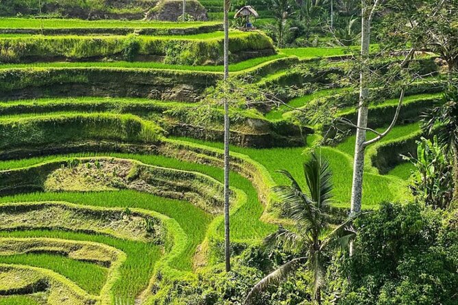 Bali Swing, Monkey Forest and Waterfall Private Tour - Monkey Forest Sanctuary: temples and 700-plus long-tailed macaques