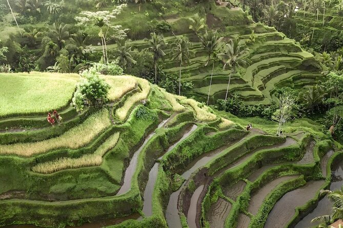 Bali Tour : Best Attractions in Ubud with Rice Terrace - Sacred Monkey Forest Sanctuary: Monkeys, Temples, and Smart Timing