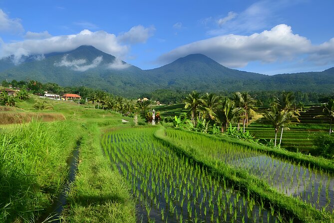 Bali Tour: The Best Way to Explore The Highlight of Bali - Price and What You Actually Get for $80