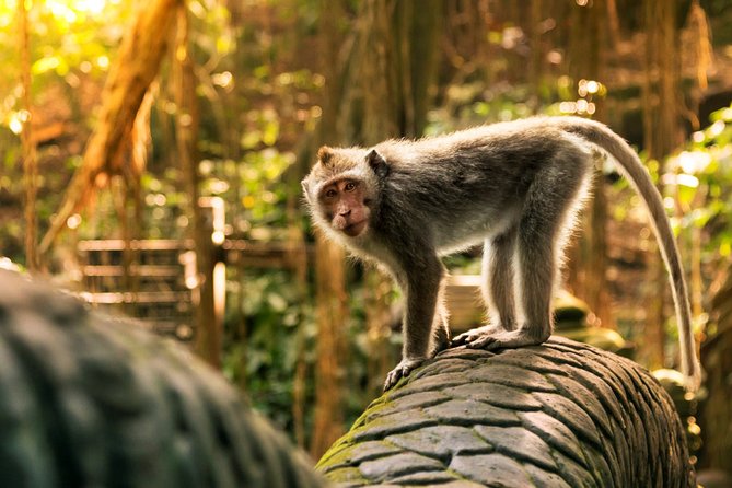 Bali Ubud and Volcano Day Tours - Coffee plantation stop at Satria Agrowisata, including luwak coffee