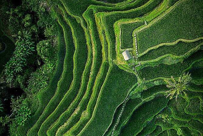 Bali: Ubud Highlights Tour with Private Guide and Transfers - Pickup, air-conditioning, and the private guide advantage that changes everything