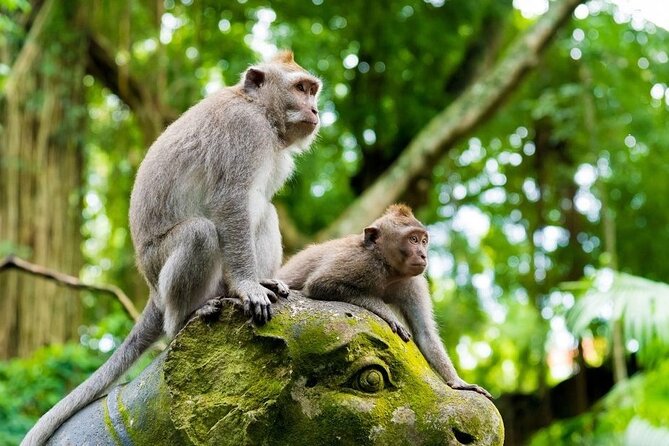Bali Ubud Tour: Monkey Forest, Waterfall & Rice Terrace - Ubud in One Long Day: How the 9 to 10 Hours Flows