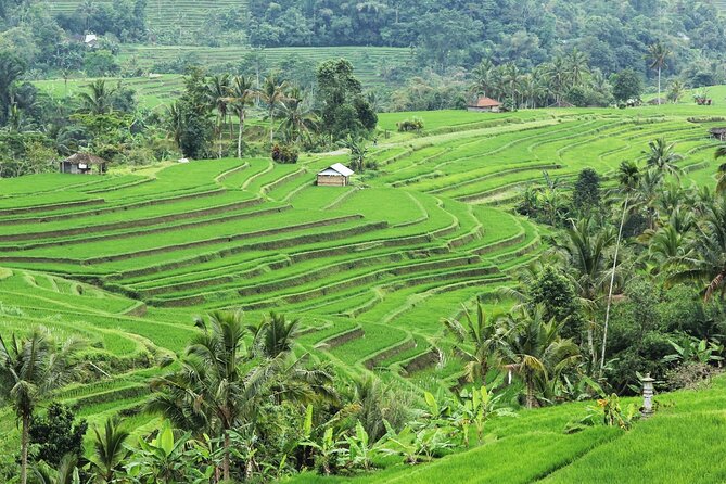 Bali UNESCO Sites: Water Temples and Jatiluwih Rice Terrace Tour - Stop 3, Jatiluwih Rice Terraces: where UNESCO subak becomes visible