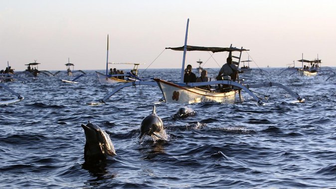 Bali Watching Dolphin at Lovina Beach & aling aling waterfall - Why a 3:30 am Lovina departure is worth it
