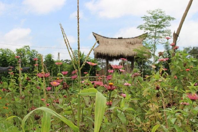Balinese Cooking Class at Organic Farm - Stop 1: Mai Organic Farm and the subak lesson that makes the food make sense
