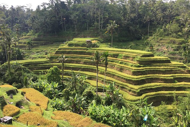 Balinese Life Style Tour - Kintamani and Mount Batur viewpoint: a quick win if skies cooperate