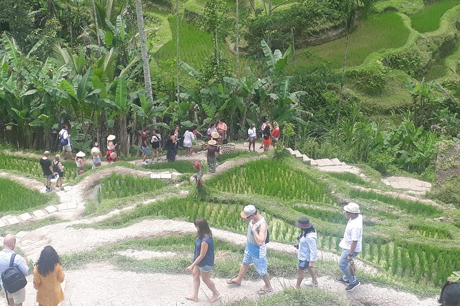 Batur Volcano Sunrise Trekking, Rice Teracce & Bali Coffee Plantation Tour - Pickup from Seminyak, then straight to Kintamani at night