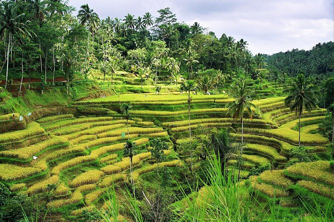 Beauty Of West Bali Tour (Private and All Inclusive) - Taman Ayun Temple: a royal-feeling water temple stop