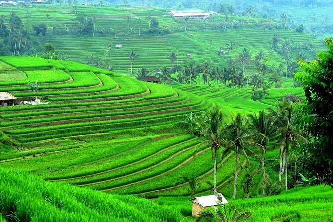 Beratan , lake side temple tour , all inclusive - Jatiluwih Green Land: UNESCO terraces with an optional walking choice