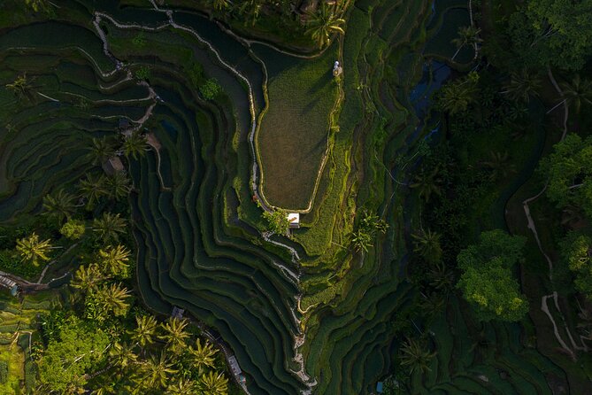 Best Day Tour - #1 Ubud Top Attraction - Key highlights