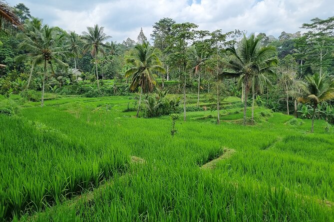 Best Lombok Rice Terrace Walking Tour With Waterfall & Monkey - Monkey Forest at Puncak Pusuk Pass: fascinating macaques, keep it calm