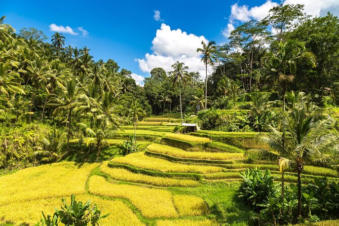 Best of Ubud 1-Day Private Tour - Why this Ubud day tour works when time is tight