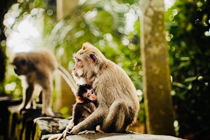 Best of Ubud: All-Inclusive Private Tour with Local Guide - Tegalalang Rice Terrace: how to enjoy terraced views without rushing