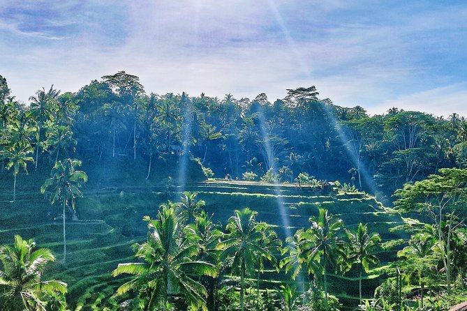 Best of Ubud - Full day Tour + FREE WI-FI - A realistic 8 to 10 hour loop of Ubud’s must-sees